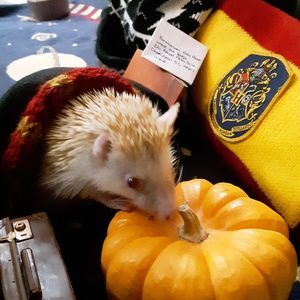 Meet your Posher, Plant-girl